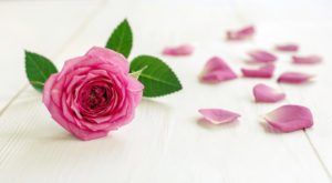 Pink rose with petals