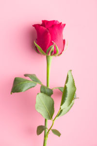 Red rose flower.