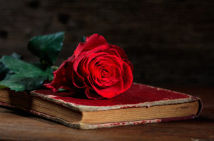 Red rose on a vintage book on dark background