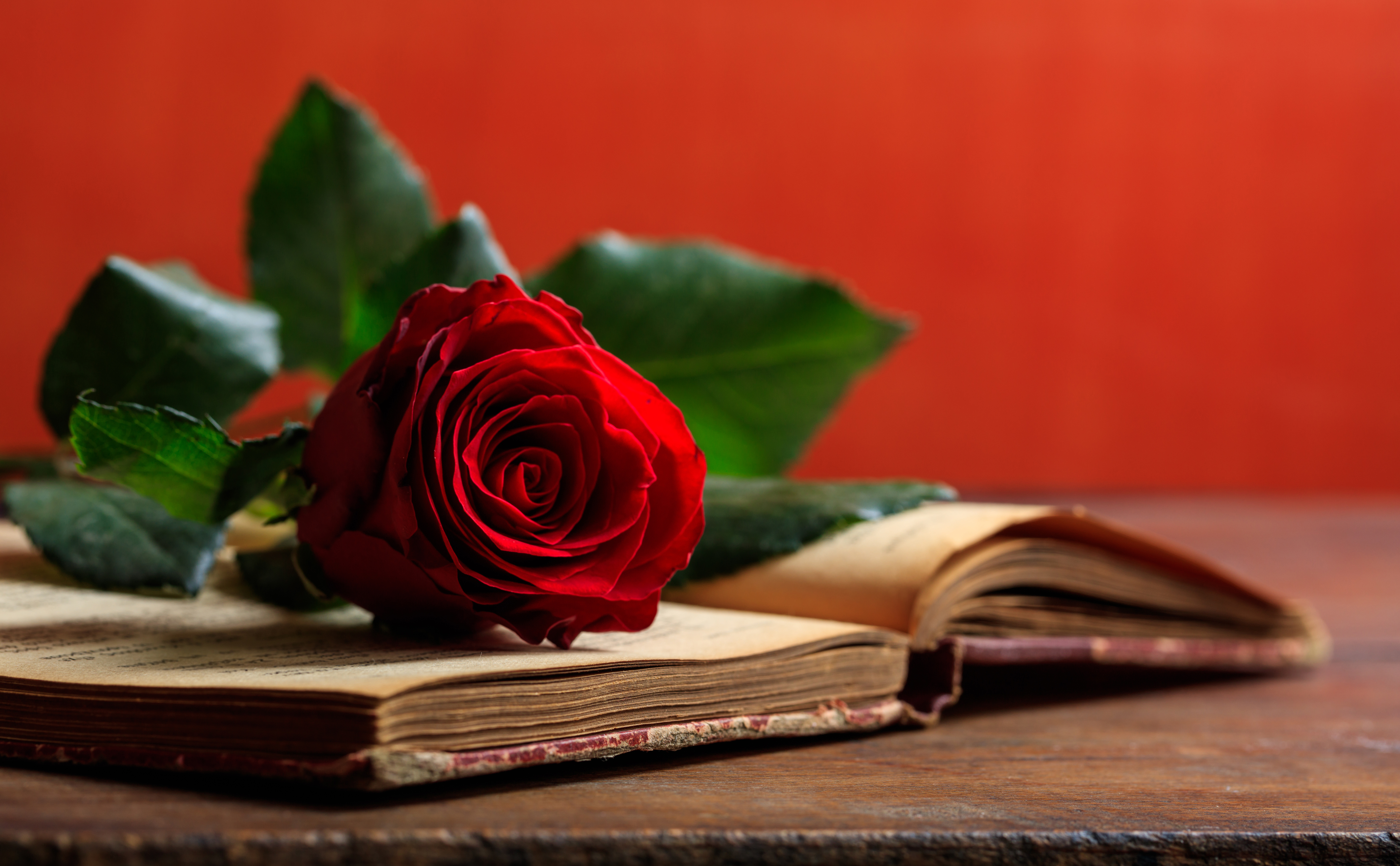 Red rose on a vintage book on dark background