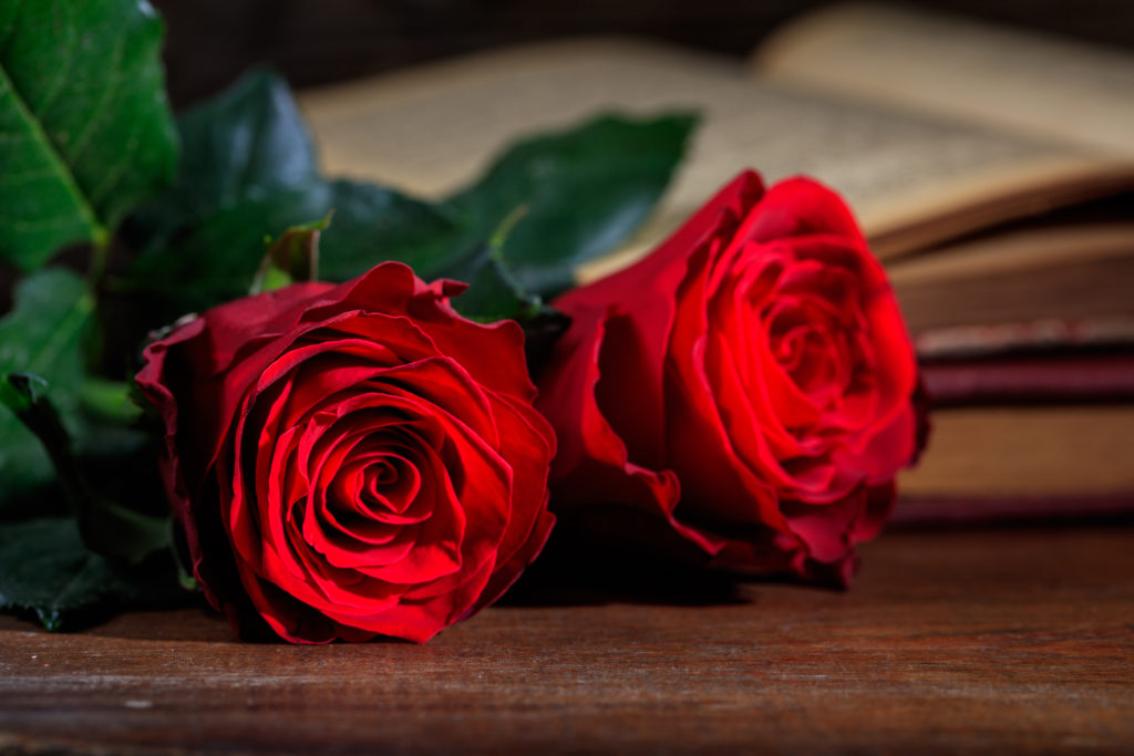 Red roses and a vintage book on dark background