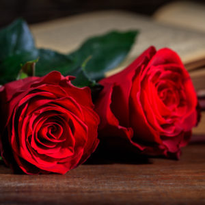 Red roses and a vintage book on dark background