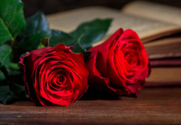 Red roses and a vintage book on dark background