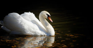 Swan in the lake
